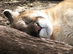 250px-Puma Sleeping