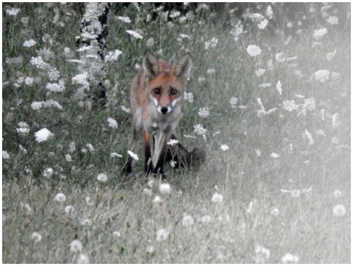 T474-renard-100731-101---6-.JPG