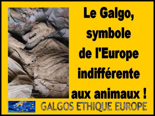 GALGOS, LE SYMBOLE DE L EUROPE INDIFFERENTE AUX ANIMAUX
