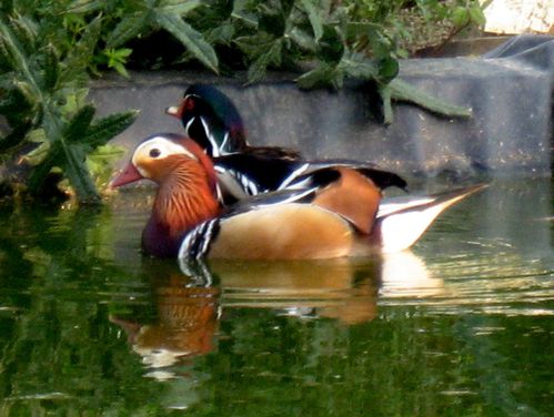 photo-copie-53.JPG