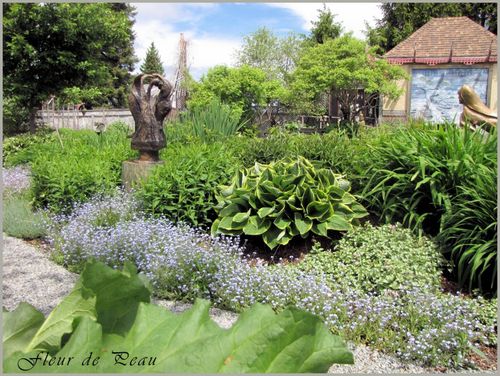 saison-2011-myosotis en floraison