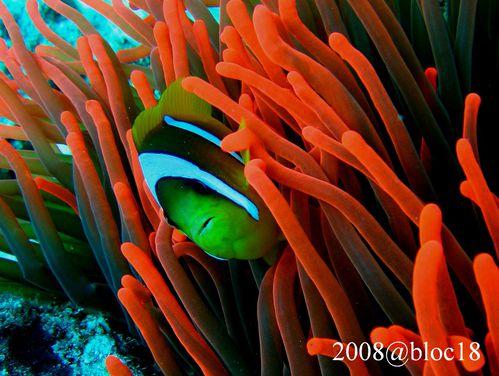 ok-407-28mars-GM-poisson-clown-dans-son-anemone-magnifique.jpg