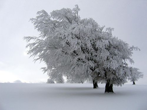 hiver-wikimedia.jpg