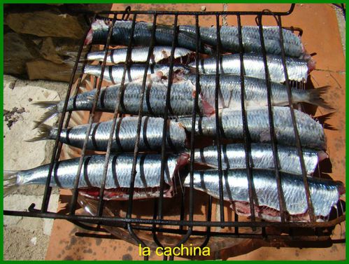 sardines--27-.JPG