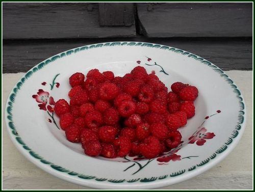 Framboises du jardin 2010
