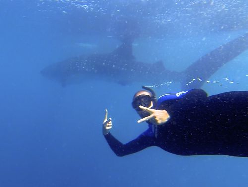 swimming with whale sharks exmouth (43)