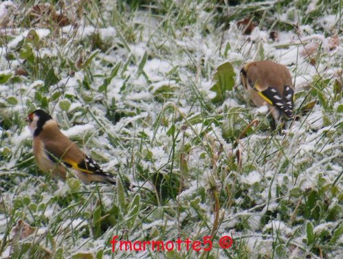 2 Chardonnerets