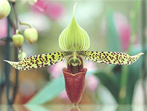 ginou-orchidee.jpg