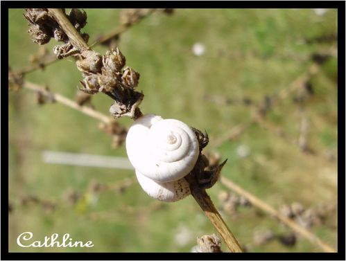 escargots-des-dunes---2-.jpg