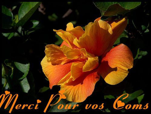Merci pour vos Coms.