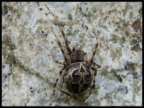 P1080706-Larinioides sclopetarius Doux août 2011