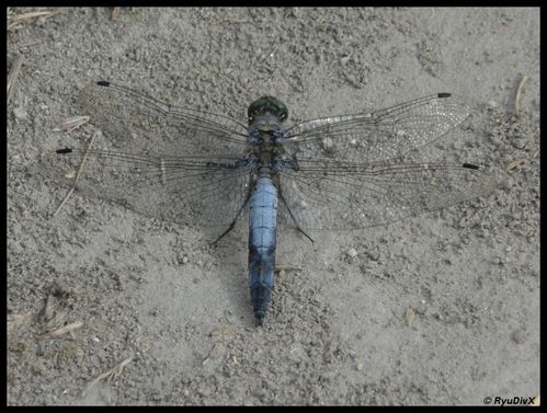 P1180231-Orthetrum cancellatum 26 août 2010 Lônes de Soyo