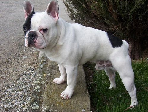 Quels Sont Les Points Forts Du Bouledogue Francais Best Bulldog Blog