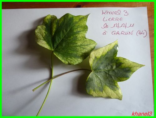 feuille agathe