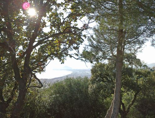 vue arbres