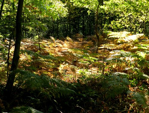 forêt-copie-1