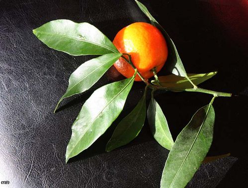 clementines-008-copie-1.jpg