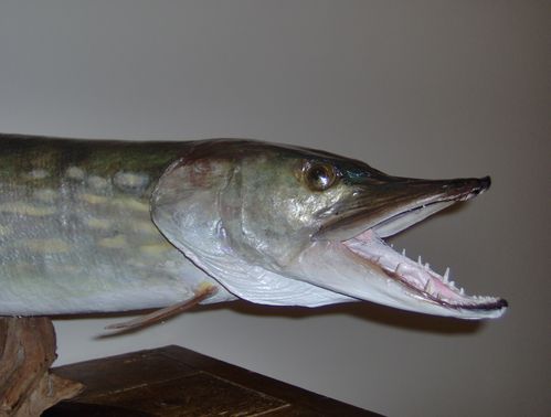BROCHET ( détail ) naturalisé