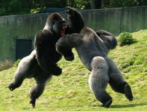 Karate Gorilla