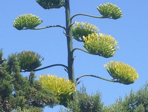 Copie-de-S7305489.JPG
