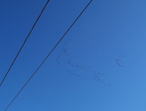 5 torticolis nino vol migratoire grues ivy blog