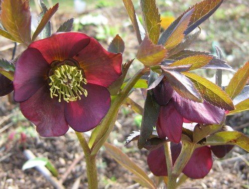 helleborus-atrorubens-19-mars-10.jpg