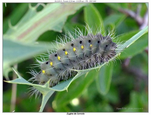 chenille-zygene-de-carniole-1