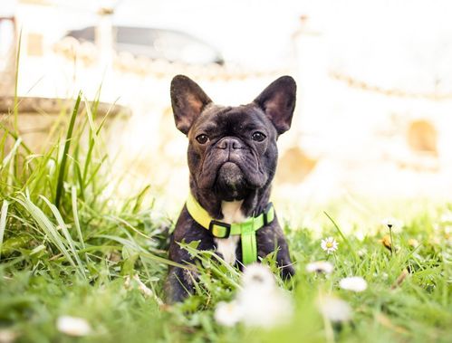 1-photographe-canin-mont-de-marsan-dax-tartas.jpg