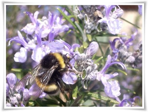 BOURDON ET FLEURS