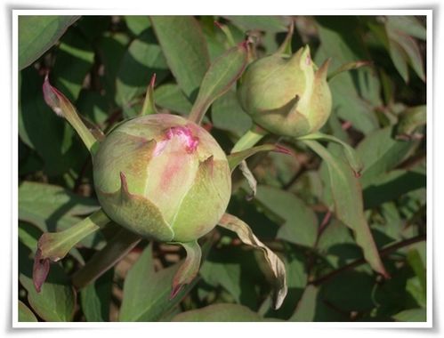 PIVOINES 1