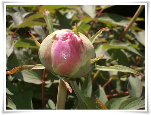 PIVOINES 4