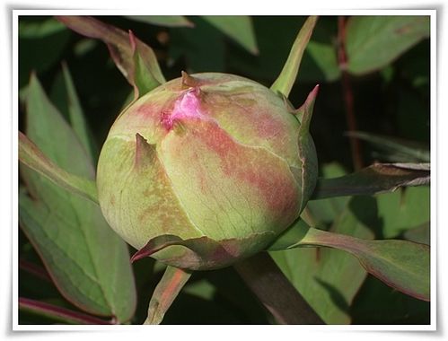 PIVOINES 5