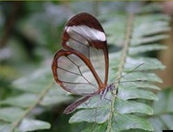 Papillon transparent 9