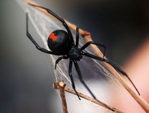 araignée-redback