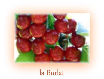 burlat2a