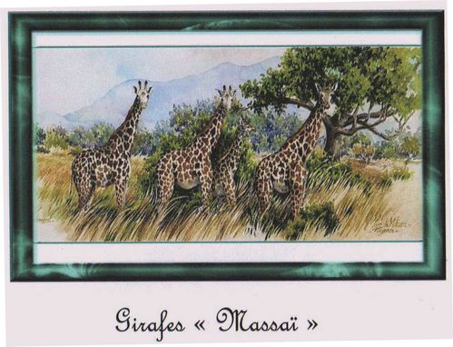 girafes-massai.jpg