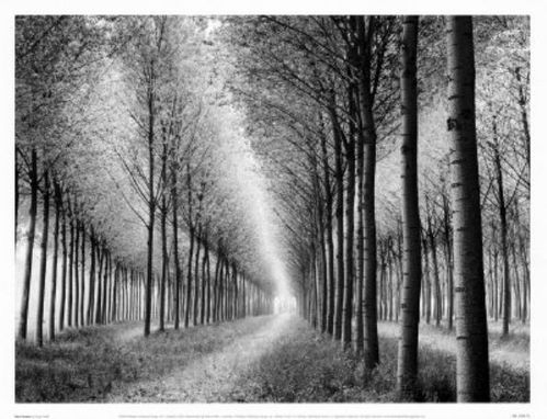 Arbres.jpg