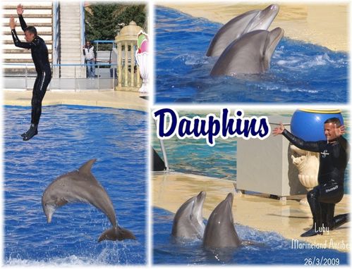 rencontre dauphins marineland