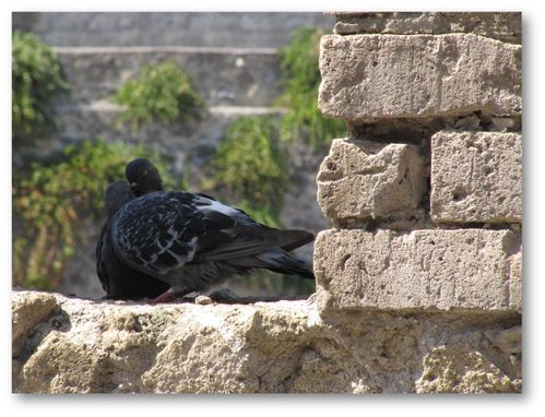 pigeons à Herculanum