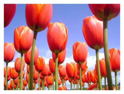 sous-les-tulipes.jpg