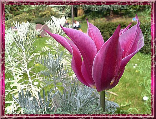 tulipe-2.jpg