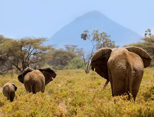 galerie-membre-elephant-photo-pachyderme-kenya-01-copie-1.jpg