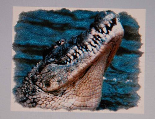 crocodile-photo-logicile.JPG