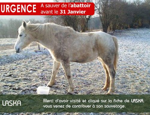 Ne la laissons pas mourir laska_gde-2-.jpg