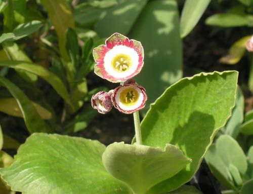 Primula Clunie 1