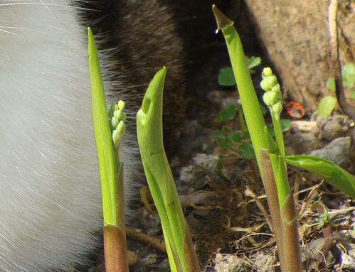 muguet.jpg