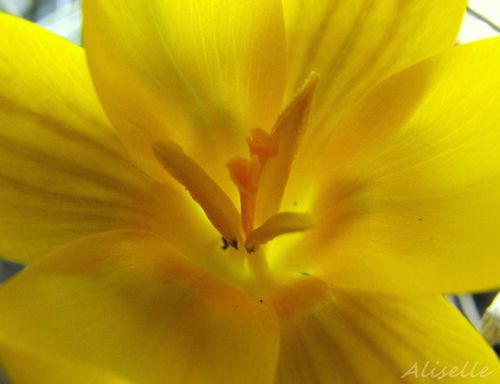 Crocus-5.jpg