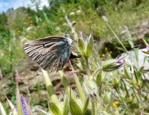 Eumedonia eumedon ponte Simplon