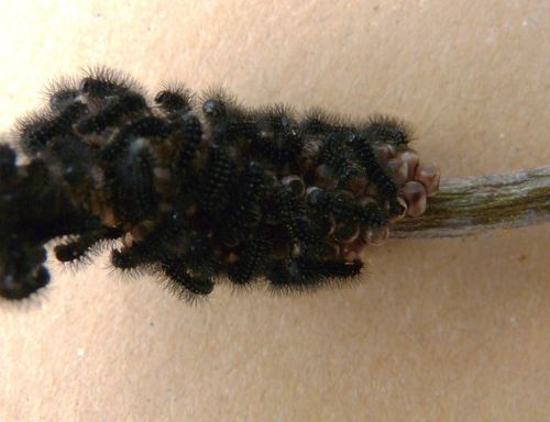 3----12-04-17-chenilles-pt-paon-de-nuit---1----Copie---Copi.JPG