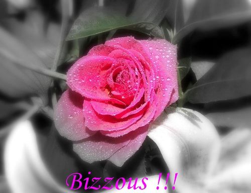 Bizzous